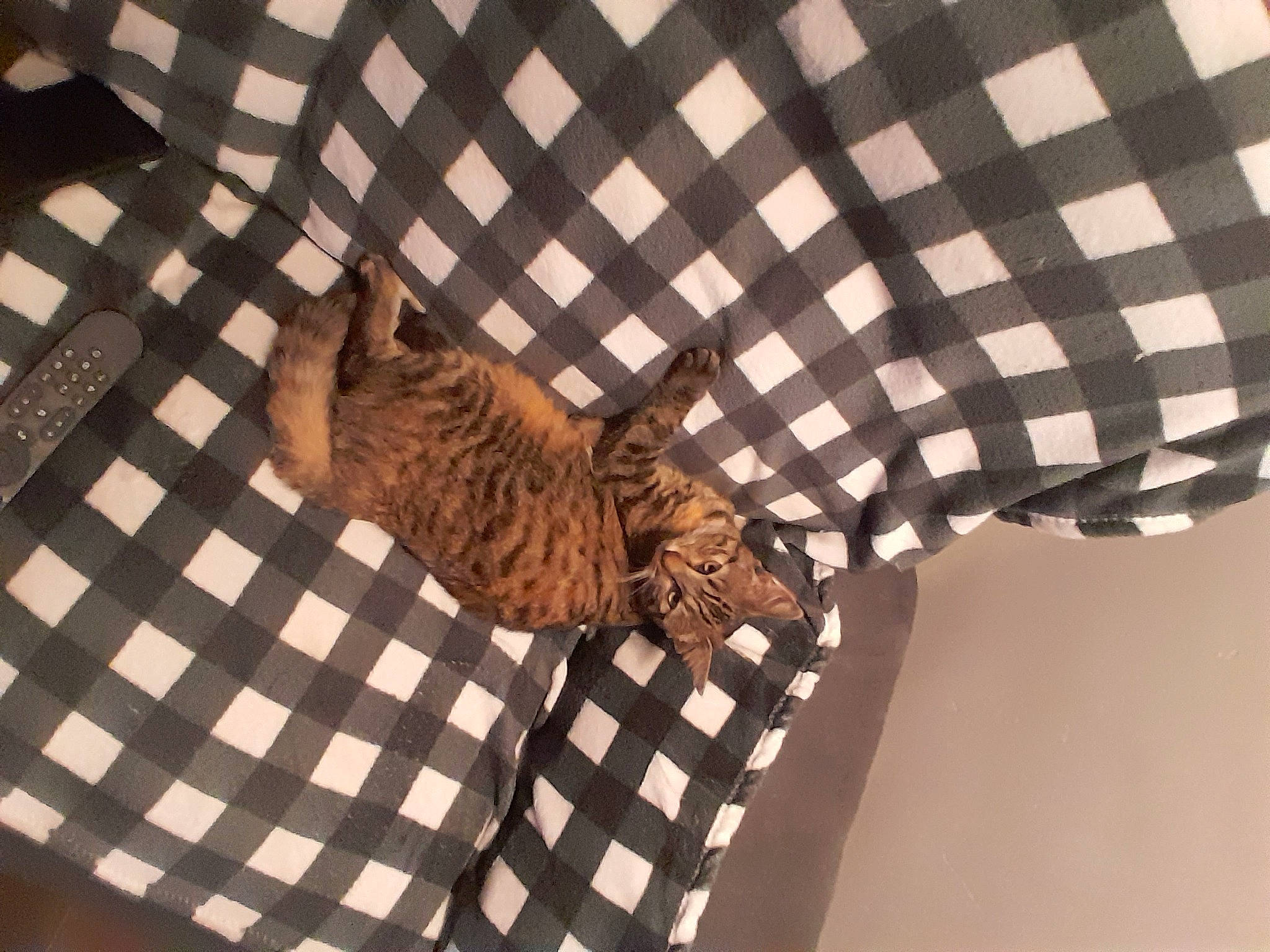 Broussaille a rejoint le concours — aidez-le/la à gagner de superbes lots ! carnivore, cat, comfort, domestic_short_haired_cat, fawn, felidae, flooring, fur, hardwood, linens, mammal, pattern, sleeve, small_to_medium_sized_cats, tail, terrestrial_animal, textile, vertebrate, whiskers, wood