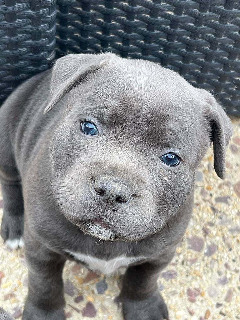 Björn participe au concours pour gagner de l'argent avec cette photo : canidae, carnivore, companion_dog, corgi_chihuahua, dog, dog_breed, electric_blue, fawn, fur, gun_dog, liver, non_sporting_group, puppy, snout, sporting_group, terrestrial_animal, whiskers, working_animal, wrinkle