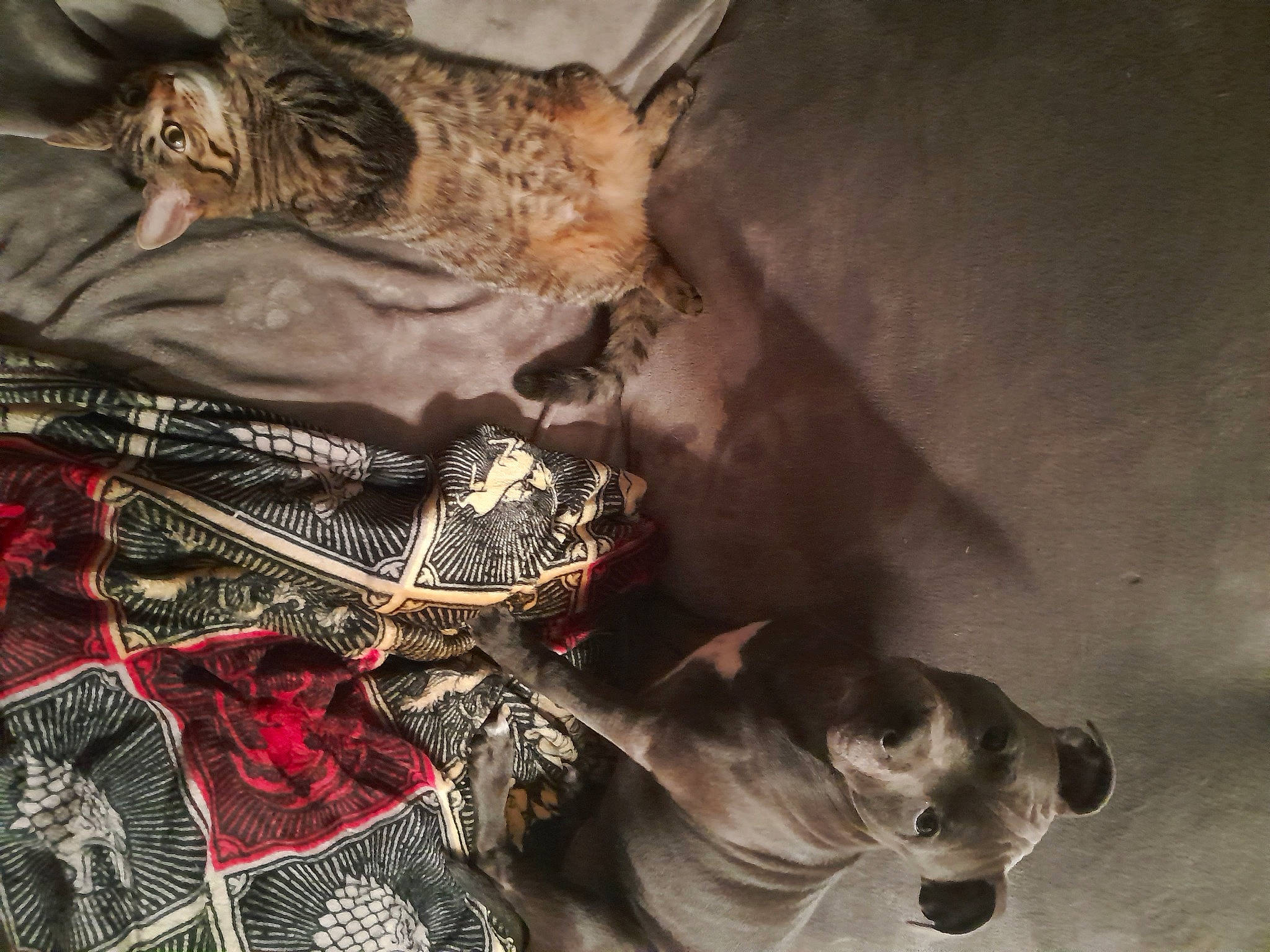 Björn participe au concours pour gagner de l'argent avec cette photo : art, carnivore, cat, cg_artwork, claw, darkness, domestic_short_haired_cat, felidae, fictional_character, fur, linens, pattern, small_to_medium_sized_cats, sporting_group, still_life_photography, tail, tradition, visual_arts, whiskers