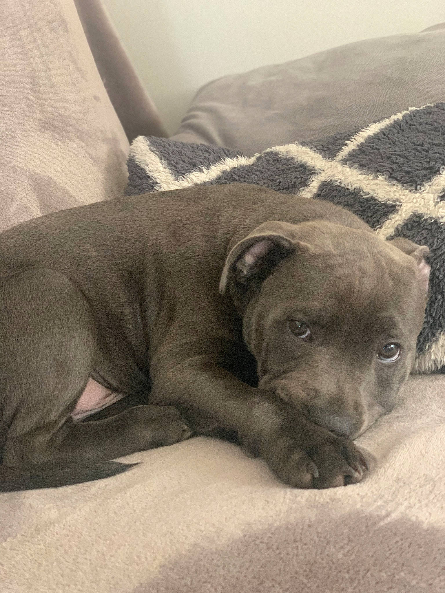 Björn a rejoint le concours — aidez-le/la à gagner de superbes lots ! canidae, carnivore, comfort, companion_dog, dog, dog_breed, ear, fawn, fur, grey, linens, liver, monochrome_photography, nap, snout, sporting_group, terrestrial_animal, whiskers, working_animal, wrinkle