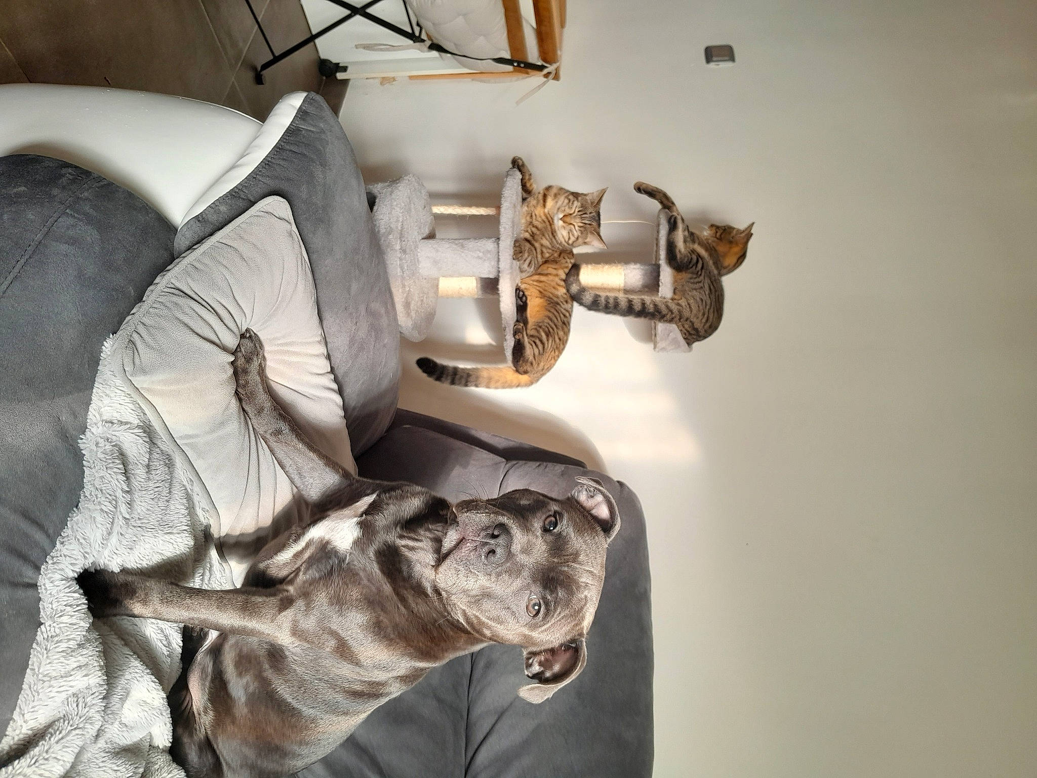 Björn participe au concours pour gagner de l'argent avec cette photo : art, carnivore, comfort, companion_dog, couch, dog, dog_breed, felidae, fur, grey, house, living_room, metal, room, sculpture, statue, tail, visual_arts, wood, working_animal