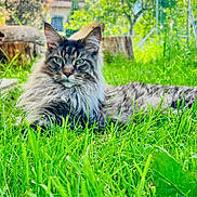 Flash participe au concours pour gagner de l'argent avec cette photo : cat, long_hair, grass, outdoor, greenery, sunlight, canopy, garden, pet, animal, nature, relaxing, feline, fluffy, summer, yard, tree, leaves, blue_sky, resting