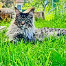 cat, long_hair, grass, outdoor, greenery, sunlight, canopy, garden, pet, animal, nature, relaxing, feline, fluffy, summer, yard, tree, leaves, blue_sky, resting