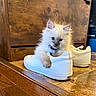 Toula joined the competition — help win amazing prizes! kitten, cat, white_sneaker, shoe, wooden_floor, wooden_cabinet, indoor, pet, furry, curious, cute, small, animal, domestic_animal, collar, floor, playful, cozy, closeup, household