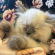 Toula is registered to the contest to win money with this photo: kitten, sleeping, fluffy, cat, pet, closeup, blanket, cozy, cute, fur, animal, resting, soft, indoor, comfort, relaxation, paw, whiskers, face, young