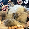 kitten, sleeping, fluffy, cat, pet, closeup, blanket, cozy, cute, fur, animal, resting, soft, indoor, comfort, relaxation, paw, whiskers, face, young