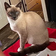 Sage joined the competition — help win amazing prizes! blue_eyes, cat, close_up, curious, domestic, doorway, feline, fur, hardwood_floor, household, indoor, looking_at_camera, paw, pet, portrait, red_blanket, siamese, sitting, tail, whiskers