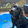 dog, puppy, labrador, wet, water, pool, blue_pool, garden, fence, flowers, outdoor, pet, cute, curious, sitting, collar, summer, playful, backyard, canine