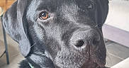 Buzz participe au concours pour gagner de l'argent avec cette photo : affection, animal, black_labrador, brown_eyes, close_up, collar, comfort, cozy, dog, furniture, hand, indoor, living_room, natural_light, pet, plant, portrait, relaxed, shiny_coat, wooden_cabinet