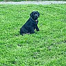 Buzz a rejoint le concours — aidez-le/la à gagner de superbes lots ! dog, black_dog, grass, greenery, fence, outdoor, field, pet, animal, canine, sitting, nature, daylight, collar, small_dog, curious, relaxed, yellow_flowers, path, calm