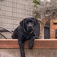 Buzz participe au concours pour gagner de l'argent avec cette photo : dog, labrador, puppy, black_dog, pet, outdoor, wooden_ledge, tree, garden, fence, gravel, collar, animal, relaxed, young_dog, paw, backyard, nature, resting, canine
