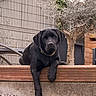 dog, labrador, puppy, black_dog, pet, outdoor, wooden_ledge, tree, garden, fence, gravel, collar, animal, relaxed, young_dog, paw, backyard, nature, resting, canine