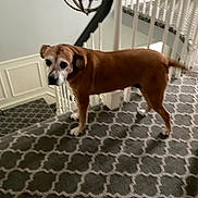 Roxxy is registered to the contest to win money with this photo: dog, brown_dog, carpet, staircase, indoor, railing, chandelier, pet, animal, looking_back, home_interior, floor, furniture, patterned_carpet, wall, light, curious, standing, four_legs, ears