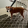 dog, brown_dog, carpet, staircase, indoor, railing, chandelier, pet, animal, looking_back, home_interior, floor, furniture, patterned_carpet, wall, light, curious, standing, four_legs, ears