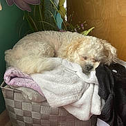 Mitten is registered to the contest to win money with this photo: dog, sleeping, blanket, basket, cozy, indoor, fur, white_dog, resting, wooden_wall, crochet, textile, home, pet, cute, comfortable, fur_texture, relaxed, pile, decor