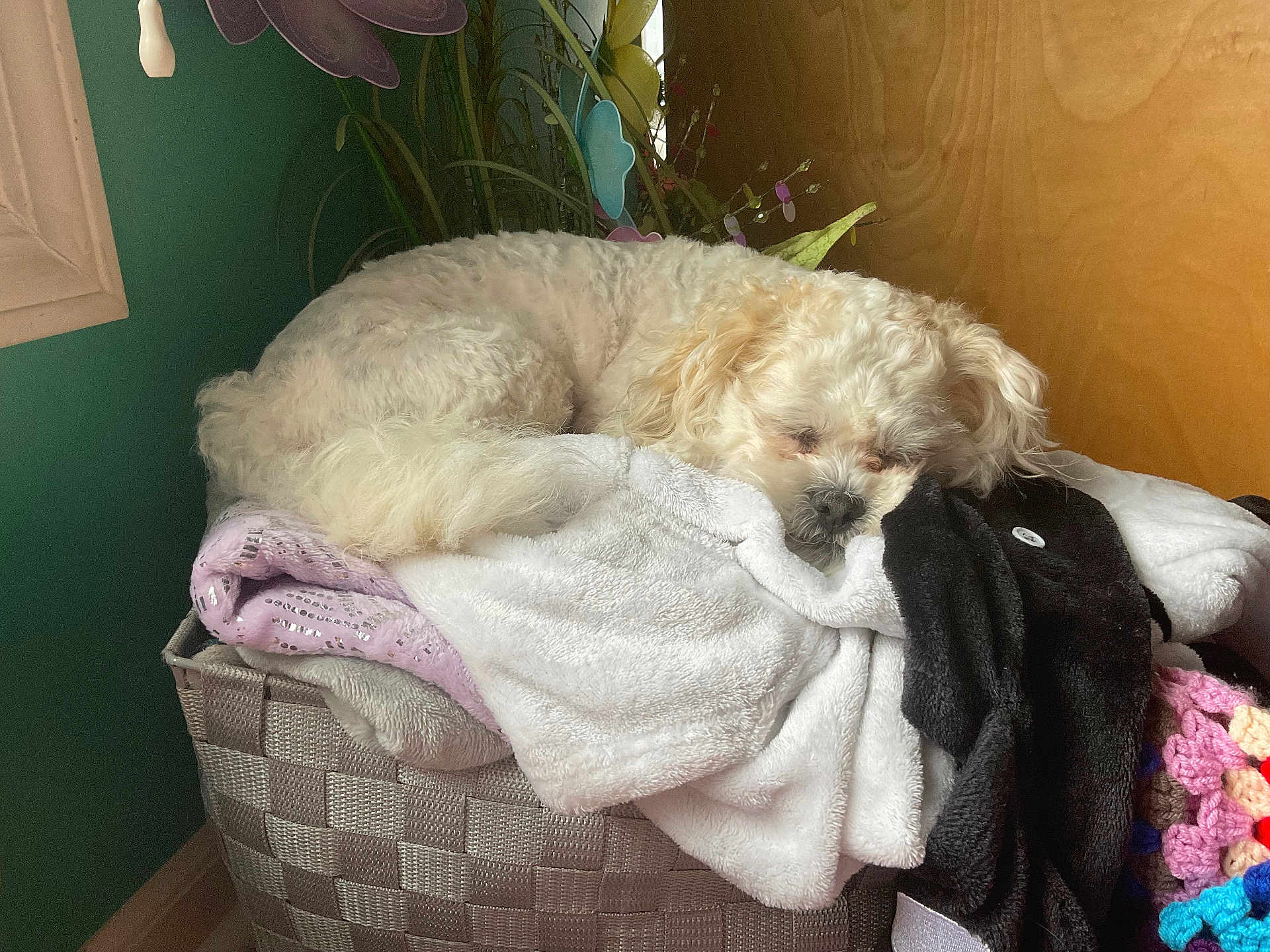 Mitten is registered to the contest to win money with this photo: dog, sleeping, blanket, basket, cozy, indoor, fur, white_dog, resting, wooden_wall, crochet, textile, home, pet, cute, comfortable, fur_texture, relaxed, pile, decor