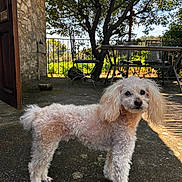 Hélios participe au concours pour gagner de l'argent avec cette photo : concrete_floor, curly_fur, dog, door, fence, fur, garden, looking_at_camera, metal_chair, metal_table, outdoor, patio, paws, pet, poodle, shadow, small_dog, stone_wall, sunlight, tree