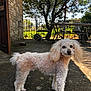 concrete_floor, curly_fur, dog, door, fence, fur, garden, looking_at_camera, metal_chair, metal_table, outdoor, patio, paws, pet, poodle, shadow, small_dog, stone_wall, sunlight, tree