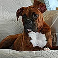 Brandy S. B.
