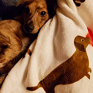 Mufasa joined the competition — help win amazing prizes! animal, blanket, brown, closeup, comfort, companion, cozy, cute, cute_pet, dachshund_print, dog, fur, indoor, pet, relaxation, resting, snuggle, soft_texture, warm, white