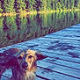 Mufasa joined the competition — help win amazing prizes! animal, canine, daylight, dock, dog, forest, greenery, lake, nature, outdoor, peaceful, pet, playful, reflection, scenic, summer, trees, water, wet, wood