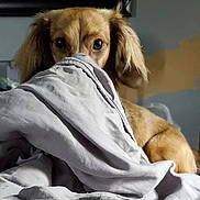 Mufasa joined the competition — help win amazing prizes! dog, blanket, indoor, peeking, curious, fur, ears, bed, cozy, rumpled, brown_dog, eyes, portrait, animal, pet, home, soft_light, resting, comfort, furniture