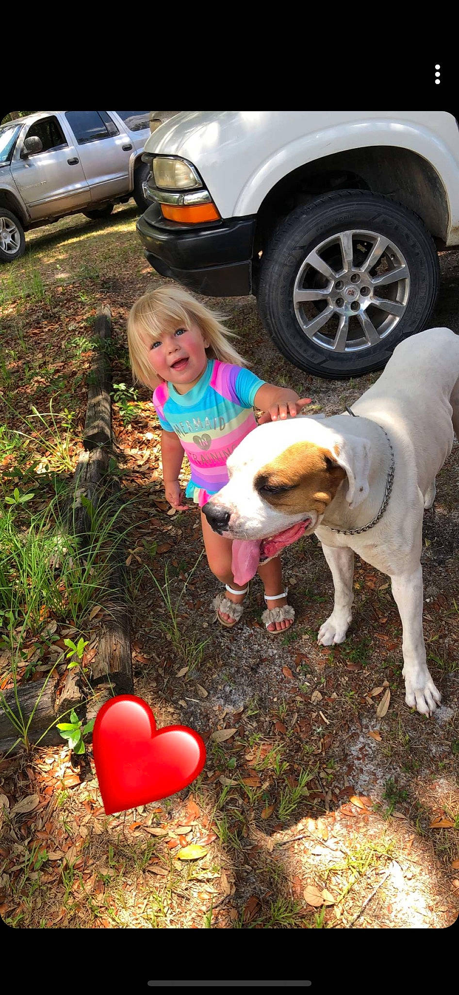 Katherine joined the competition — help win amazing prizes! american_bulldog, canidae, car, carnivore, dog, dog_breed, fawn, non_sporting_group, olde_english_bulldogge, person, sporting_group, vehicle