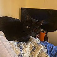 Midnight is registered to the contest to win money with this photo: animal, bed, bedroom, beverage, blackcat, cat, computerhardware, couch, cushion, electronics, furniture, hardware, homedecor, indoors, juice, linen, monitor, pet, room, screen