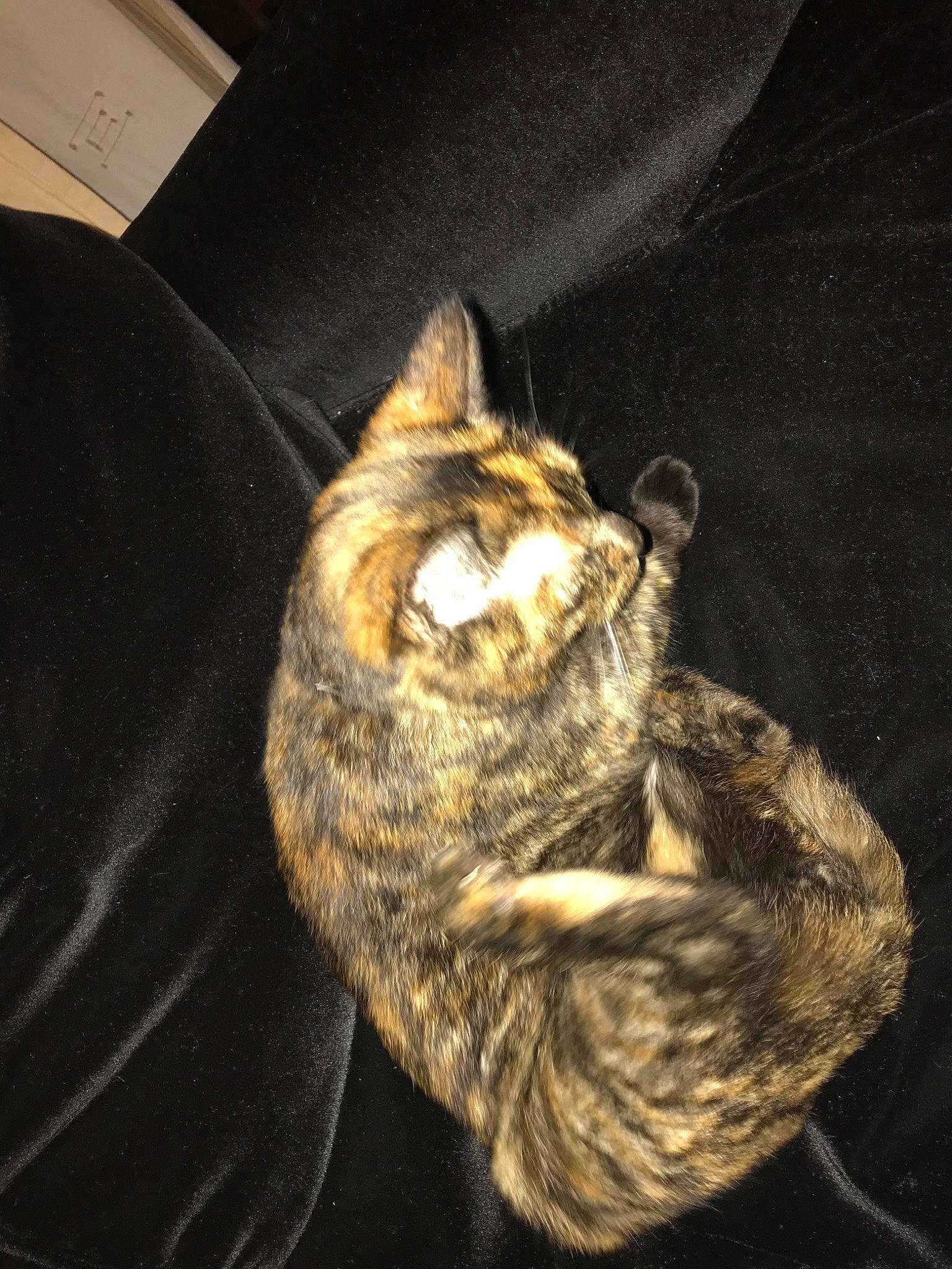 Nala participe au concours pour gagner de l'argent avec cette photo : cat, claw, european_shorthair, felidae, german_rex, small_to_medium_sized_cats, tabby_cat, tail, whiskers