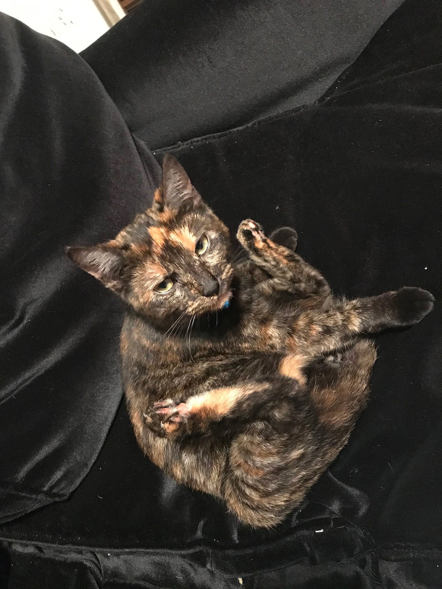 Nala a rejoint le concours — aidez-le/la à gagner de superbes lots ! asian, california_spangled, carnivore, cat, domestic_short_haired_cat, dragon_li, european_shorthair, felidae, german_rex, small_to_medium_sized_cats, tabby_cat, whiskers, wild_cat, wildlife