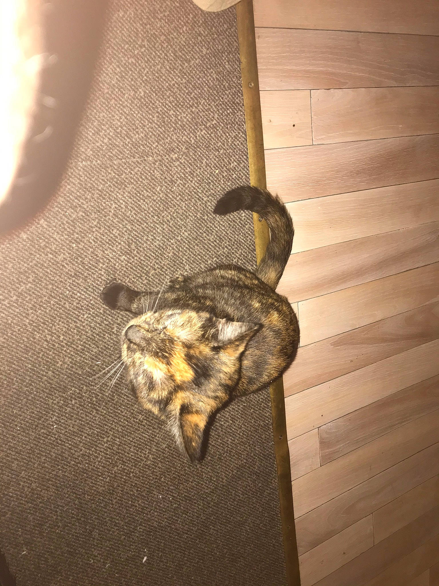 Nala a rejoint le concours — aidez-le/la à gagner de superbes lots ! python, wood