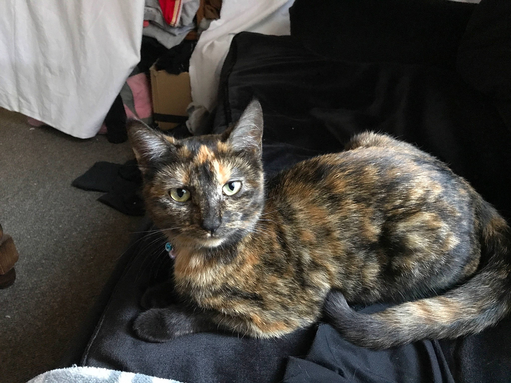 Nala a rejoint le concours — aidez-le/la à gagner de superbes lots ! asian, carnivore, cat, domestic_short_haired_cat, dragon_li, european_shorthair, felidae, fur, german_rex, kitten, mammal, small_to_medium_sized_cats, tabby_cat, whiskers