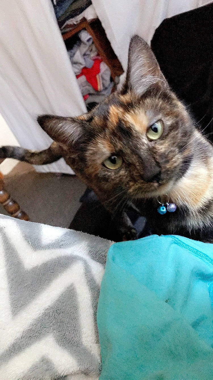 Nala participe au concours pour gagner de l'argent avec cette photo : american_shorthair, asian, california_spangled, carnivore, cat, domestic_short_haired_cat, dragon_li, european_shorthair, felidae, german_rex, kitten, mammal, ojos_azules, oriental_longhair, small_to_medium_sized_cats, sokoke, tabby_cat, toyger, vertebrate, whiskers