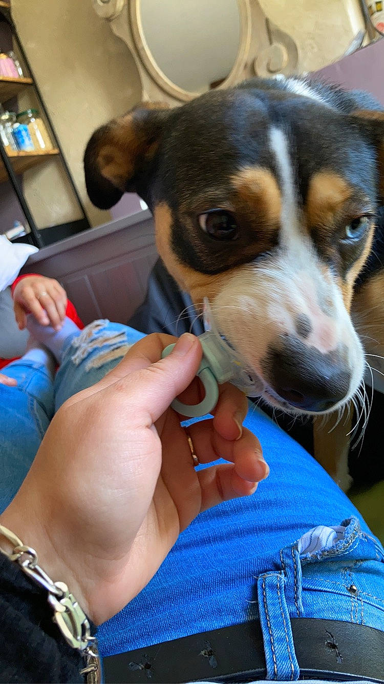 Inaya participe au concours pour gagner de l'argent avec cette photo : blue, canidae, carnivore, chilean_fox_terrier, collar, companion_dog, dog, dog_breed, electric_blue, nail, paw, picture_frame, shelf, snout, sporting_group, terrier, thumb, whiskers, working_animal, wrist