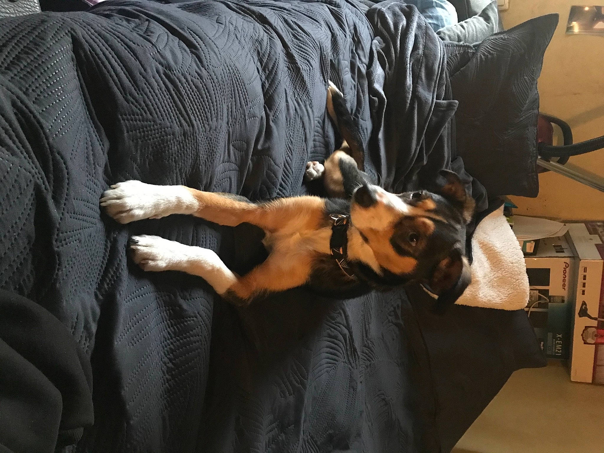 Inaya a rejoint le concours — aidez-le/la à gagner de superbes lots ! art, bed, canidae, carnivore, comfort, companion_dog, couch, dog, dog_breed, dress, fawn, flooring, fur, hardwood, human_leg, linens, sitting, sporting_group, tail, wood