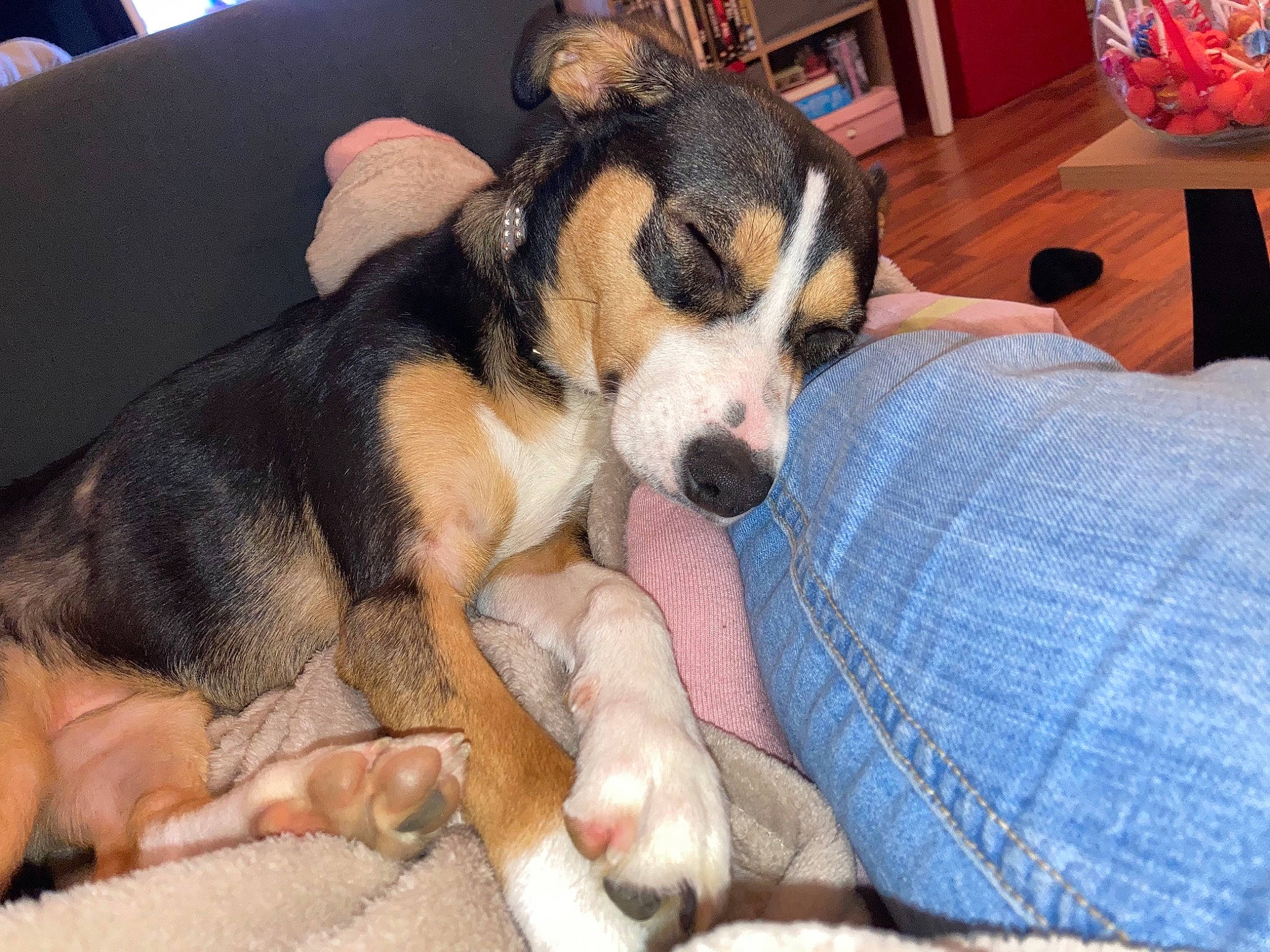 Inaya a rejoint le concours — aidez-le/la à gagner de superbes lots ! canidae, carnivore, chair, comfort, companion_dog, couch, dog, dog_breed, fawn, flooring, fur, lap, living_room, paw, plaid, sporting_group, terrestrial_animal, whiskers, working_animal, working_dog