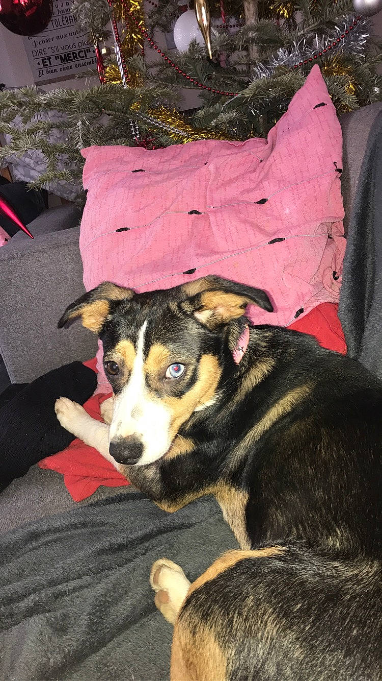 Inaya a rejoint le concours — aidez-le/la à gagner de superbes lots ! canidae, carnivore, collar, comfort, companion_dog, couch, dog, dog_breed, dog_supply, fur, linens, pillow, puppy, snout, sporting_group, terrier, throw_pillow, whiskers, working_animal, working_dog