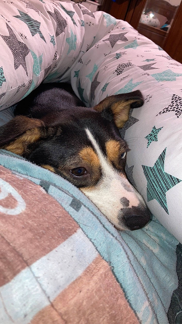 Inaya participe au concours pour gagner de l'argent avec cette photo : bed, bedding, blanket, canidae, carnivore, comfort, companion_dog, couch, dog, dog_breed, flooring, linens, nap, sleep, snout, sporting_group, terrestrial_animal, whiskers, working_animal, working_dog