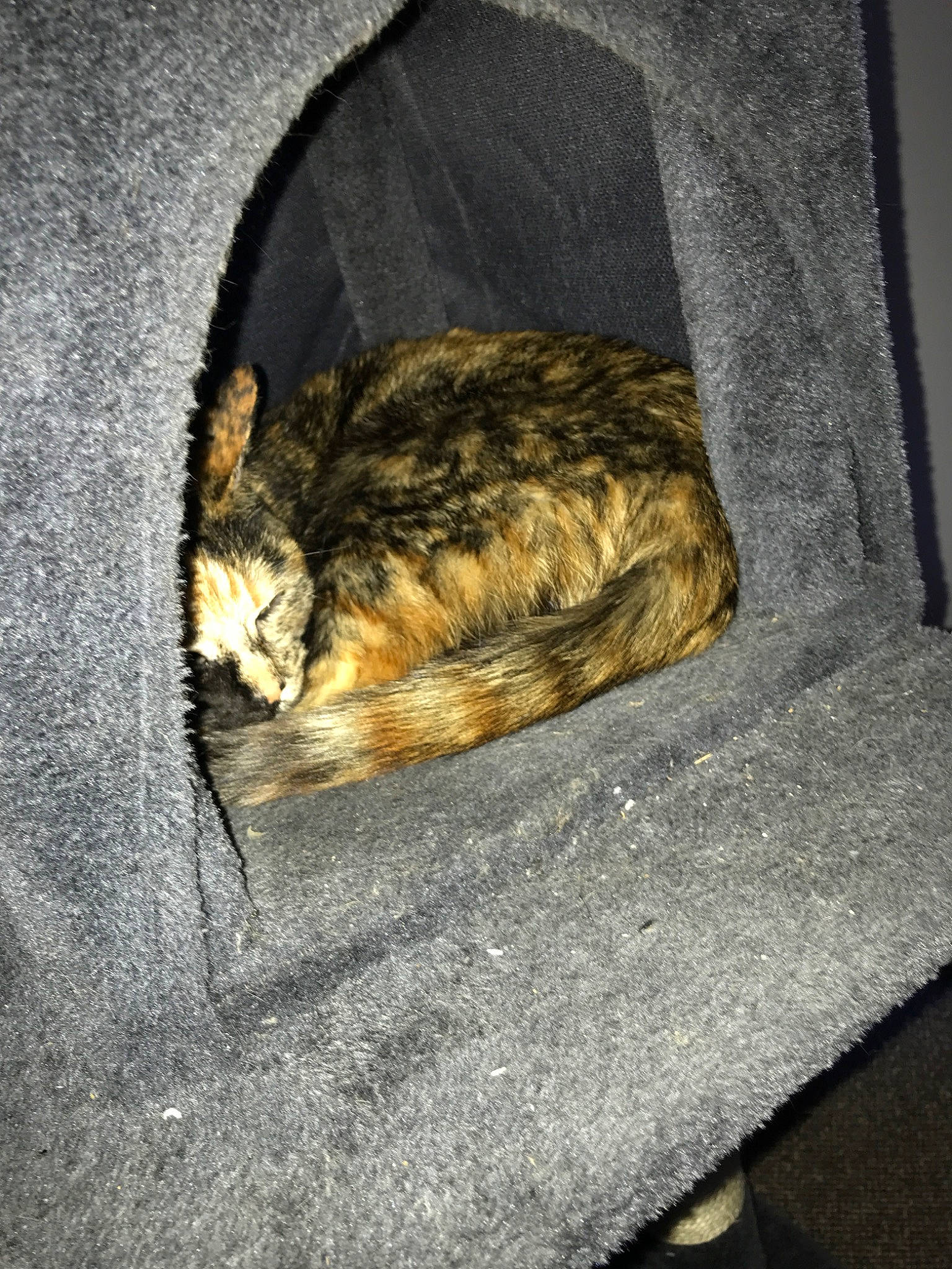 Shelby participe au concours pour gagner de l'argent avec cette photo : carnivore, cat, domestic_short_haired_cat, european_shorthair, felidae, fur, small_to_medium_sized_cats, tabby_cat, tail, whiskers, wild_cat