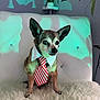Max is registered to the contest to win money with this photo: dog, small_dog, tie, collar, furniture, white_chair, fluffy_rug, indoor, pet, cute, animal, portrait, sitting, decor, shadow, lighting, tie_stripes, ears_up, fur, expression
