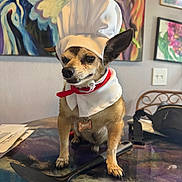 Max is registered to the contest to win money with this photo: dog, chef_hat, costume, table, spatula, indoor, pet, small_dog, collar, tag, painting, colorful, fur, ears, face, expression, kitchen_utensil, home, decor, animal
