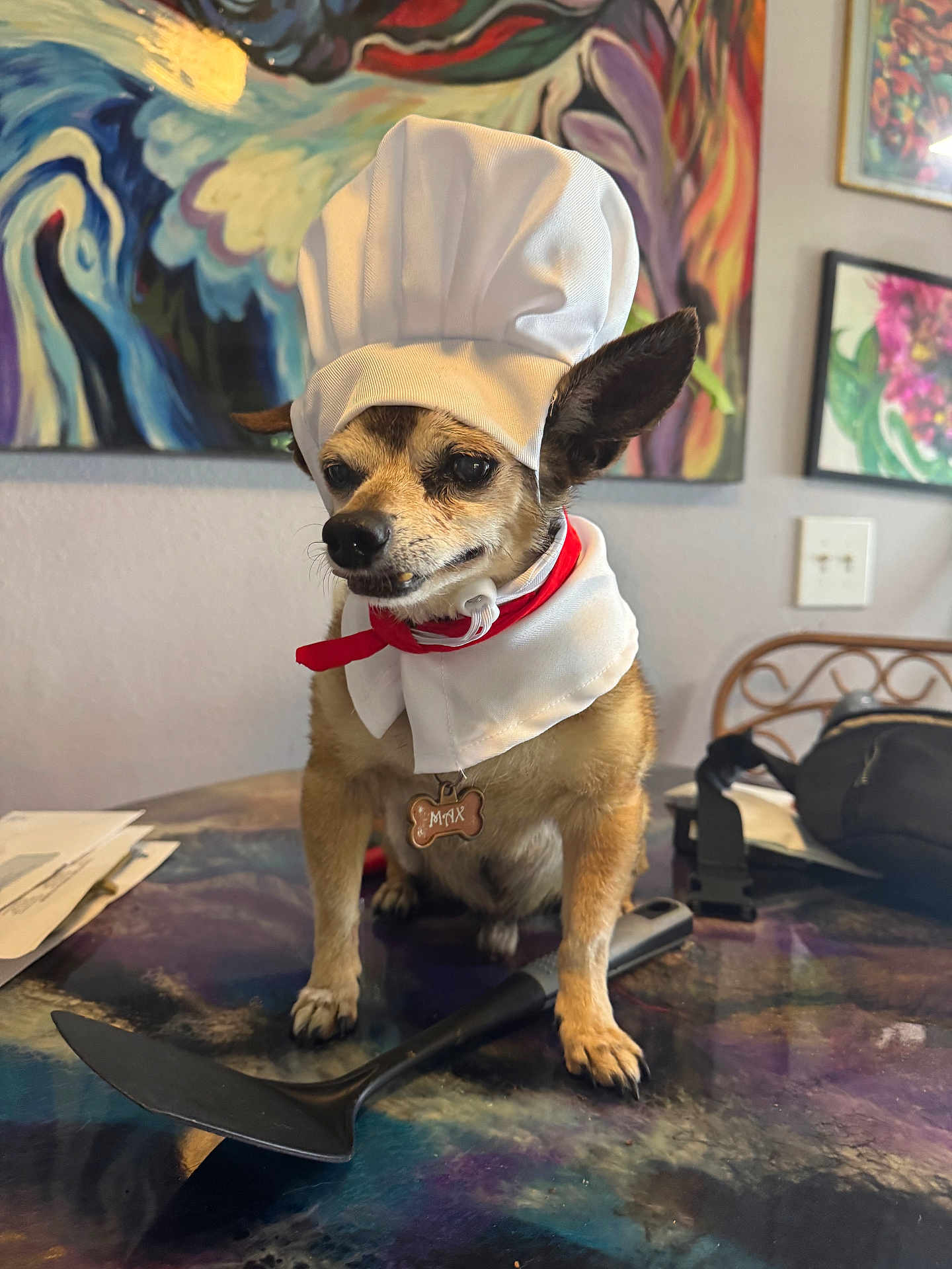 Max is registered to the contest to win money with this photo: dog, chef_hat, costume, table, spatula, indoor, pet, small_dog, collar, tag, painting, colorful, fur, ears, face, expression, kitchen_utensil, home, decor, animal