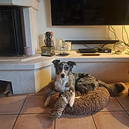 Samantha a rejoint le concours — aidez-le/la à gagner de superbes lots ! dog, indoor, pet_bed, plush_toy, fireplace, television, decor, floor_tiles, sitting, brown, white, black, ears_up, watching, home, living_room, candle, glass_container, remote_control, relaxed
