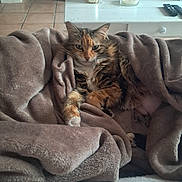 Oly a rejoint le concours — aidez-le/la à gagner de superbes lots ! cat, blanket, cozy, fur, indoor, pet, relaxed, brown, white, table, candle, remote_control, floor, tile, living_room, feline, resting, comfortable, domestic, cute