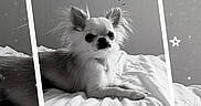 Pitch participe au concours pour gagner de l'argent avec cette photo : animal, bed, bedroom, canine, chihuahua, cockerspaniel, dog, envelope, eskimodog, face, furniture, greetingcard, head, indoors, mail, papillon, person, pet, puppy, room
