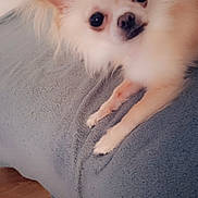 Pitch participe au concours pour gagner de l'argent avec cette photo : animal, blanket, companion, cozy, curious, cute, dog, domestic_animal, ears, eyes, fluffy, fur, furniture, indoors, lying_down, paws, pet, portrait, relaxed, small_dog