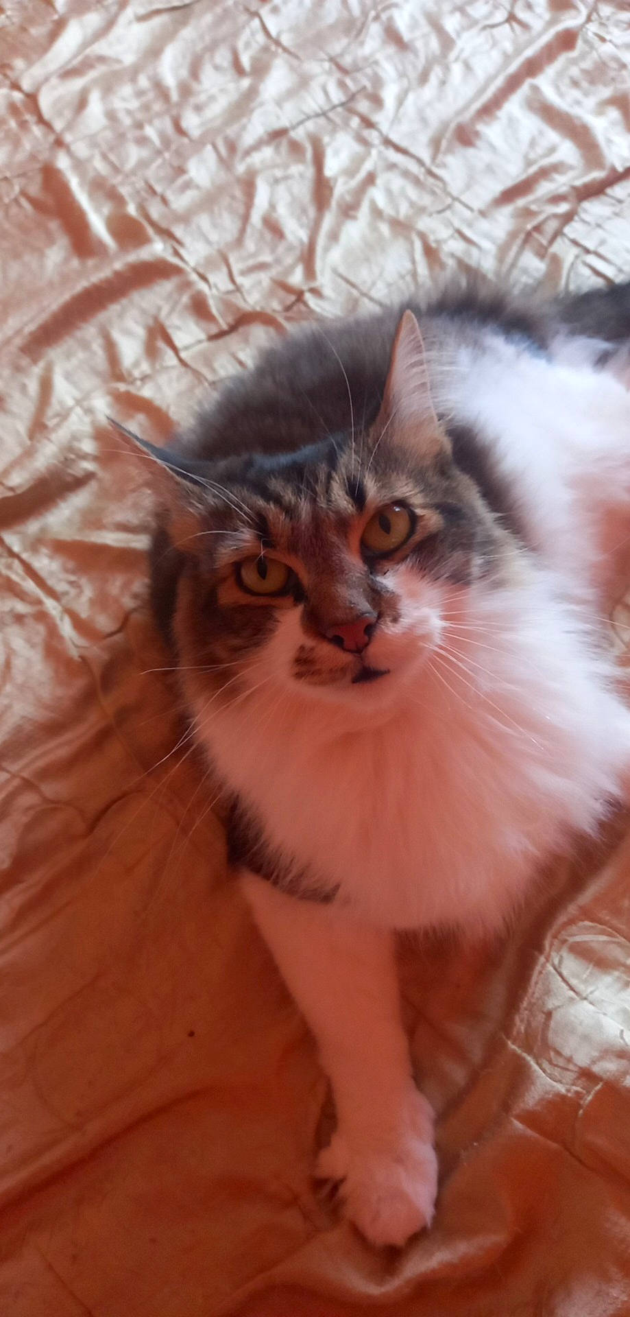 Doudou a rejoint le concours — aidez-le/la à gagner de superbes lots ! carnivore, cat, claw, close_up, comfort, domestic_short_haired_cat, fawn, felidae, fur, mammal, paw, plant, small_to_medium_sized_cats, snout, tail, terrestrial_animal, whiskers, wildlife, window, wood