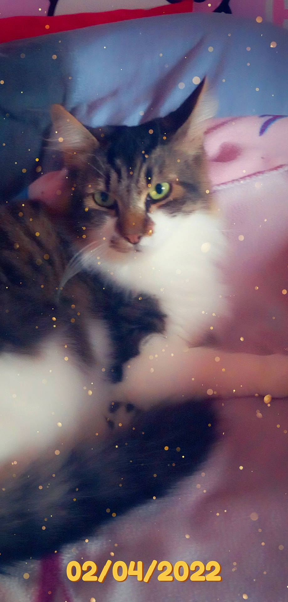 Doudou participe au concours pour gagner de l'argent avec cette photo : art, astronomical_object, carnivore, cat, darkness, domestic_short_haired_cat, electric_blue, felidae, fur, graphics, illustration, magenta, midnight, plant, small_to_medium_sized_cats, snout, space, star, tree, whiskers