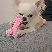 Gizmo participe au concours pour gagner de l'argent avec cette photo : dog, chihuahua, small_dog, white_dog, tan_dog, toy, pink_toy, bone_toy, chewing, pet, indoor, cozy, gray_surface, pillow, cute, animal, playful, fur, pet_toy, relaxed