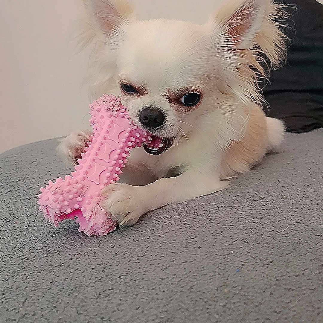 Gizmo
